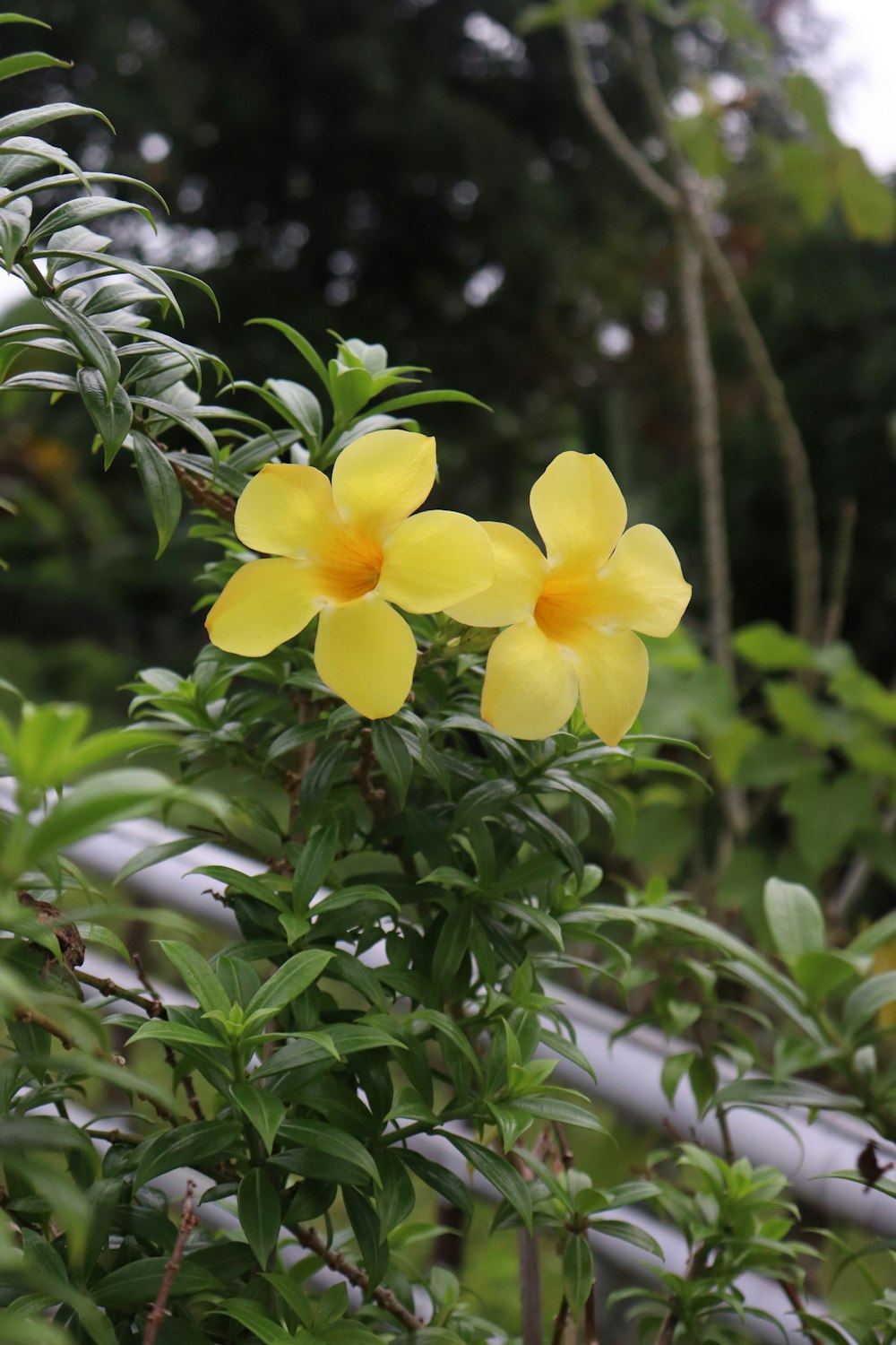 a yellow flower with green leaves in the background