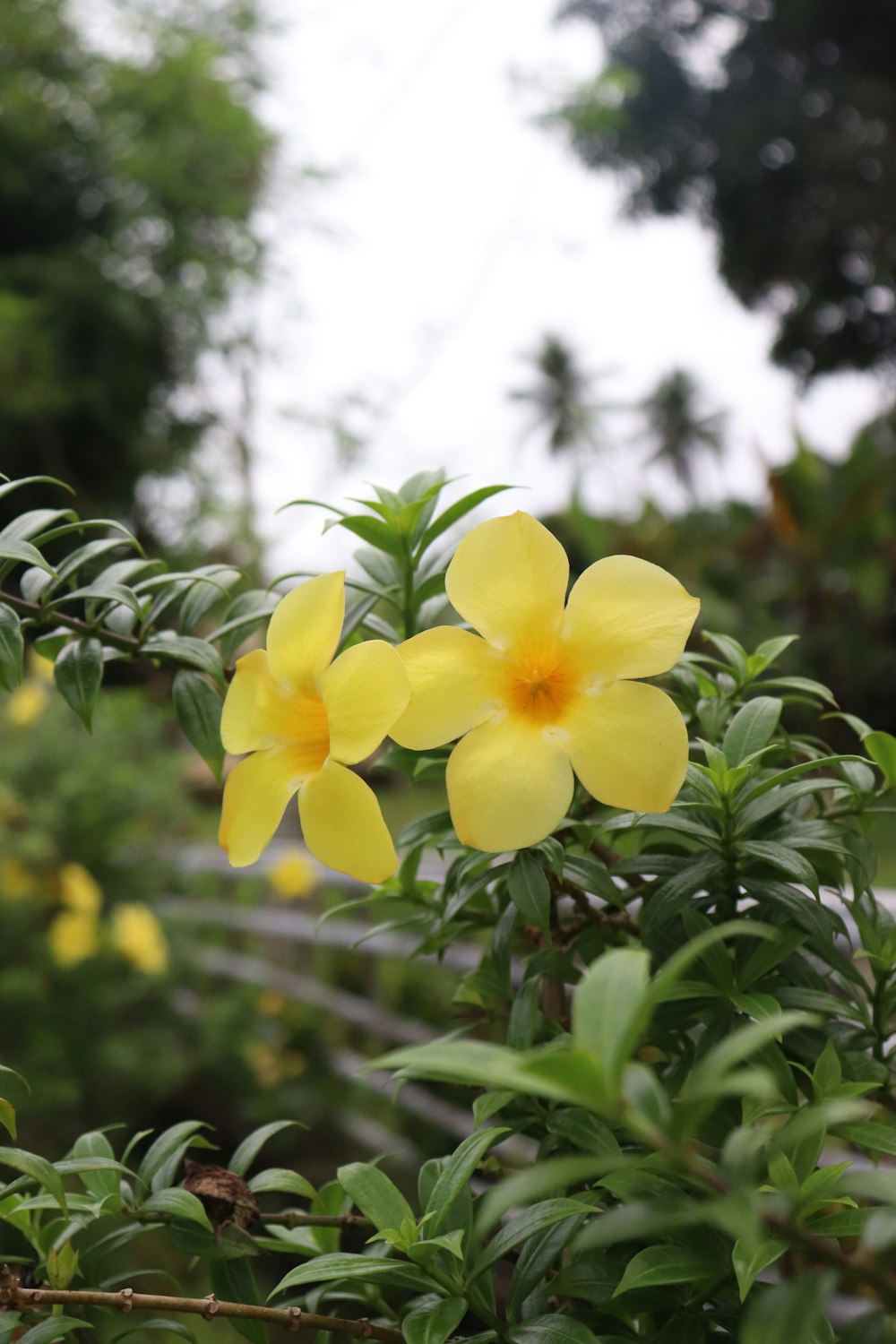 a close up of a yellow flower on a tree