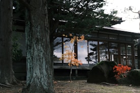 A serene landscape featuring tall trees with textured bark and lush foliage next to a traditional Japanese building with large glass windows. In the foreground, a small tree with bright orange leaves stands out amongst rocks covered in green moss.