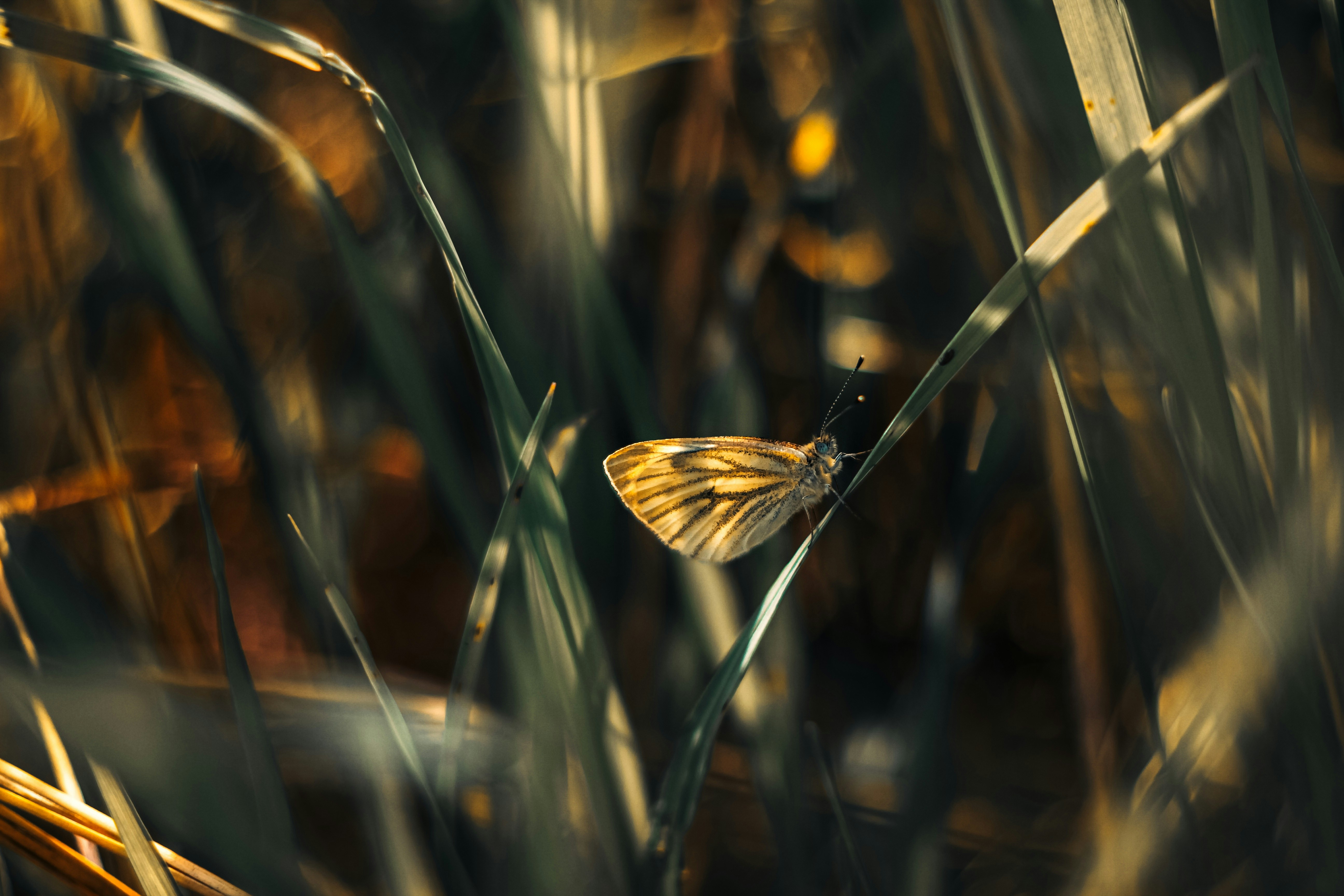 a small yellow butterfly sitting on a blade of grass