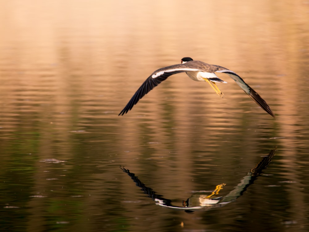 ein Vogel, der über ein Gewässer fliegt