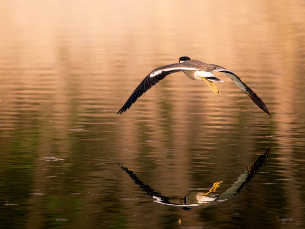水域の上を飛ぶ鳥
