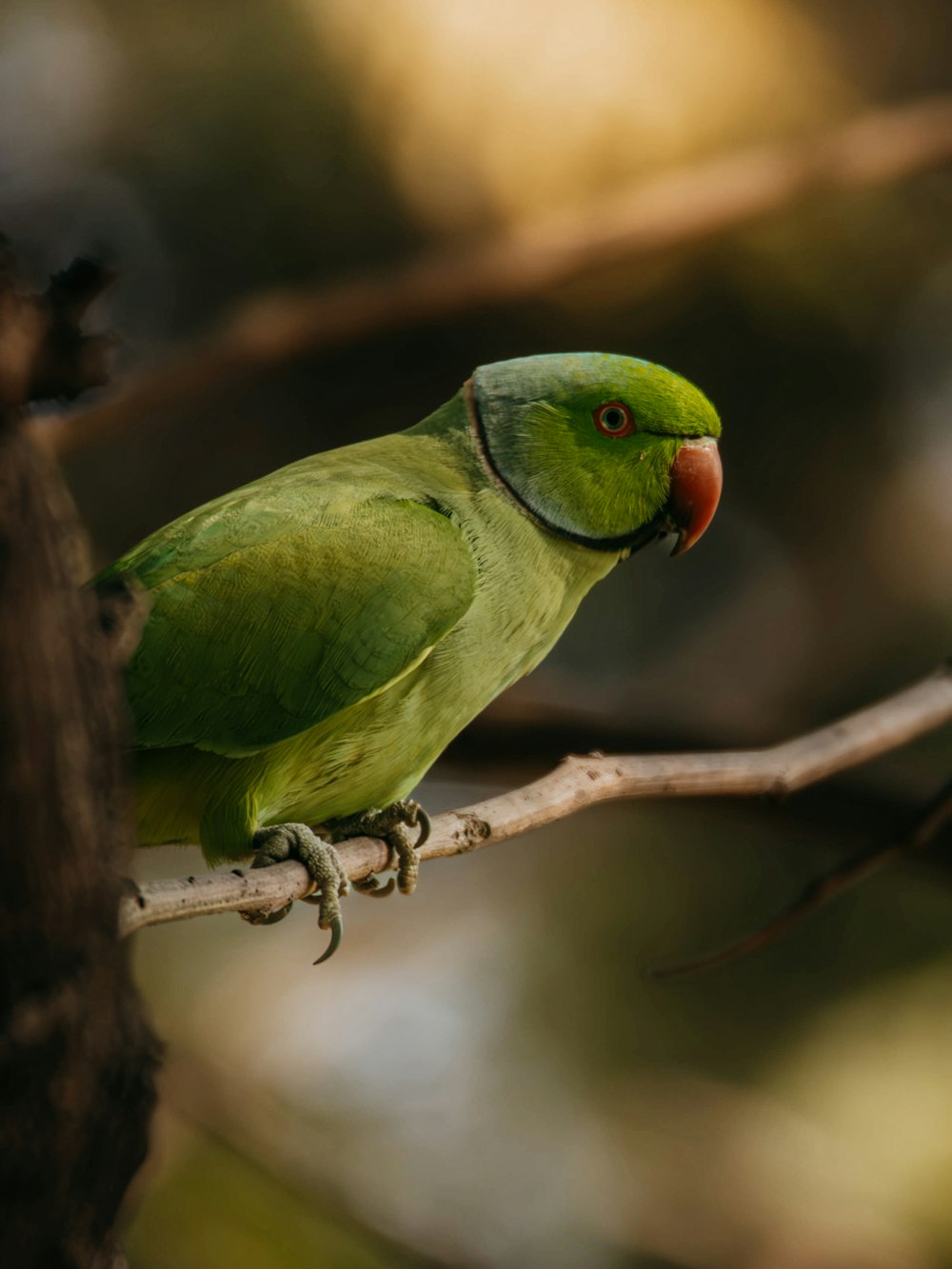 a green bird perched on a tree branch