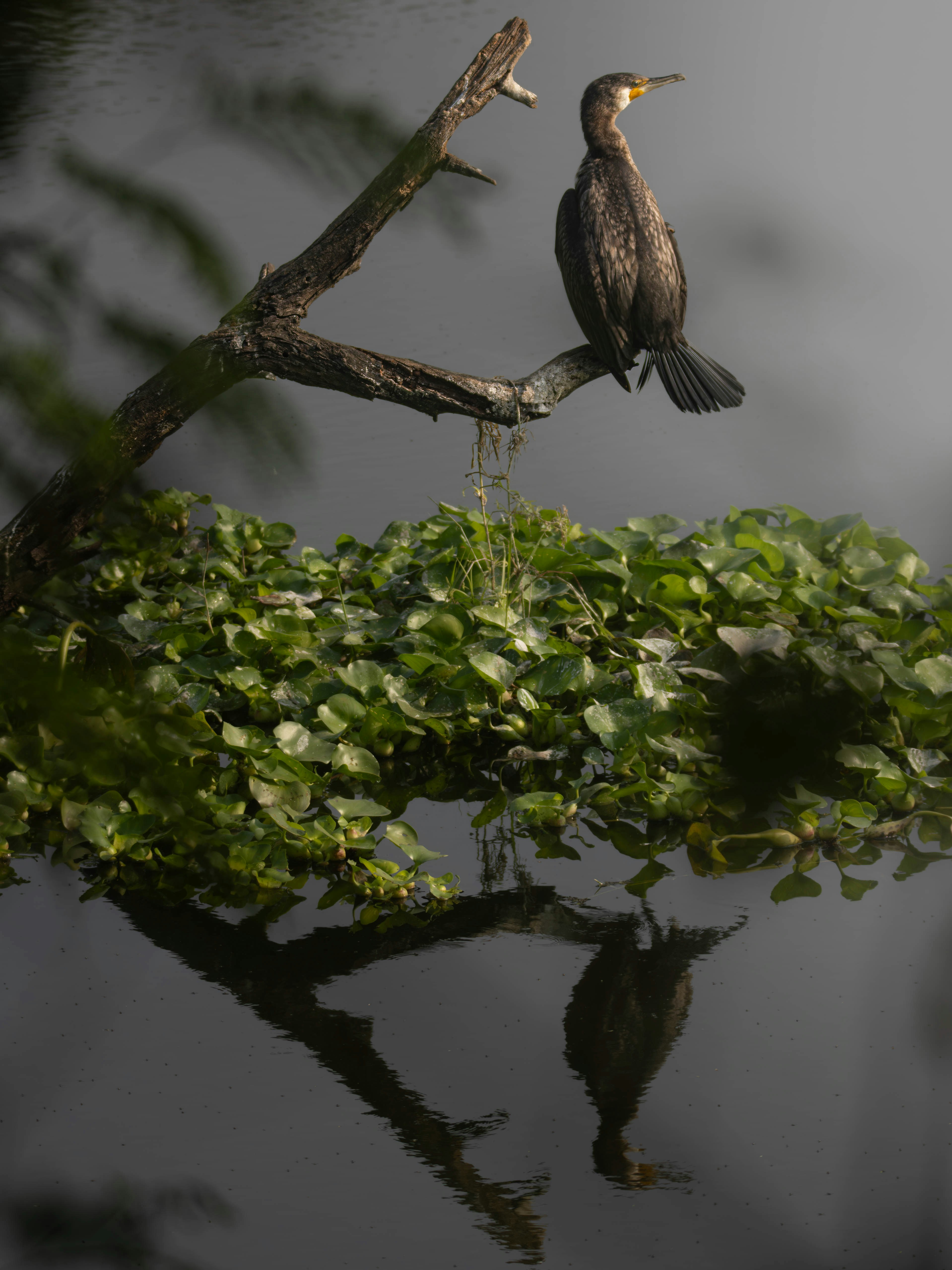 Photo by harshit_suryawanshi