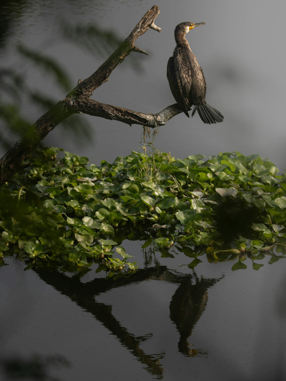 Un pájaro sentado en la cima de la rama de un árbol