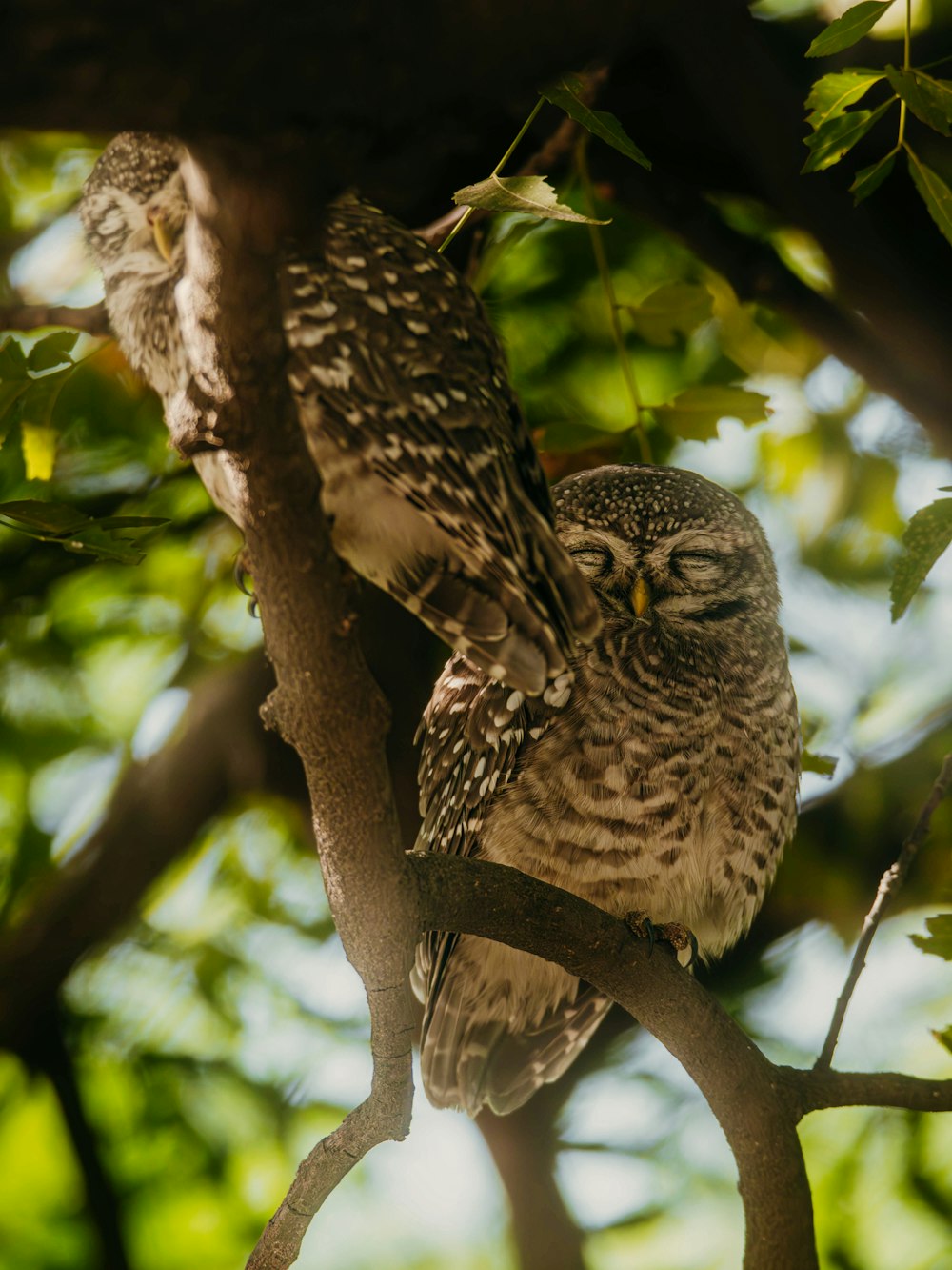 two owls sitting on a branch of a tree