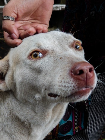 A close-up image of a light-colored dog with expressive eyes, looking slightly upward. A hand gently pets the dog's head, wearing a silver ring with a decorative band. The background includes a dark, patterned fabric, adding contrast to the lighter tones of the dog's fur.