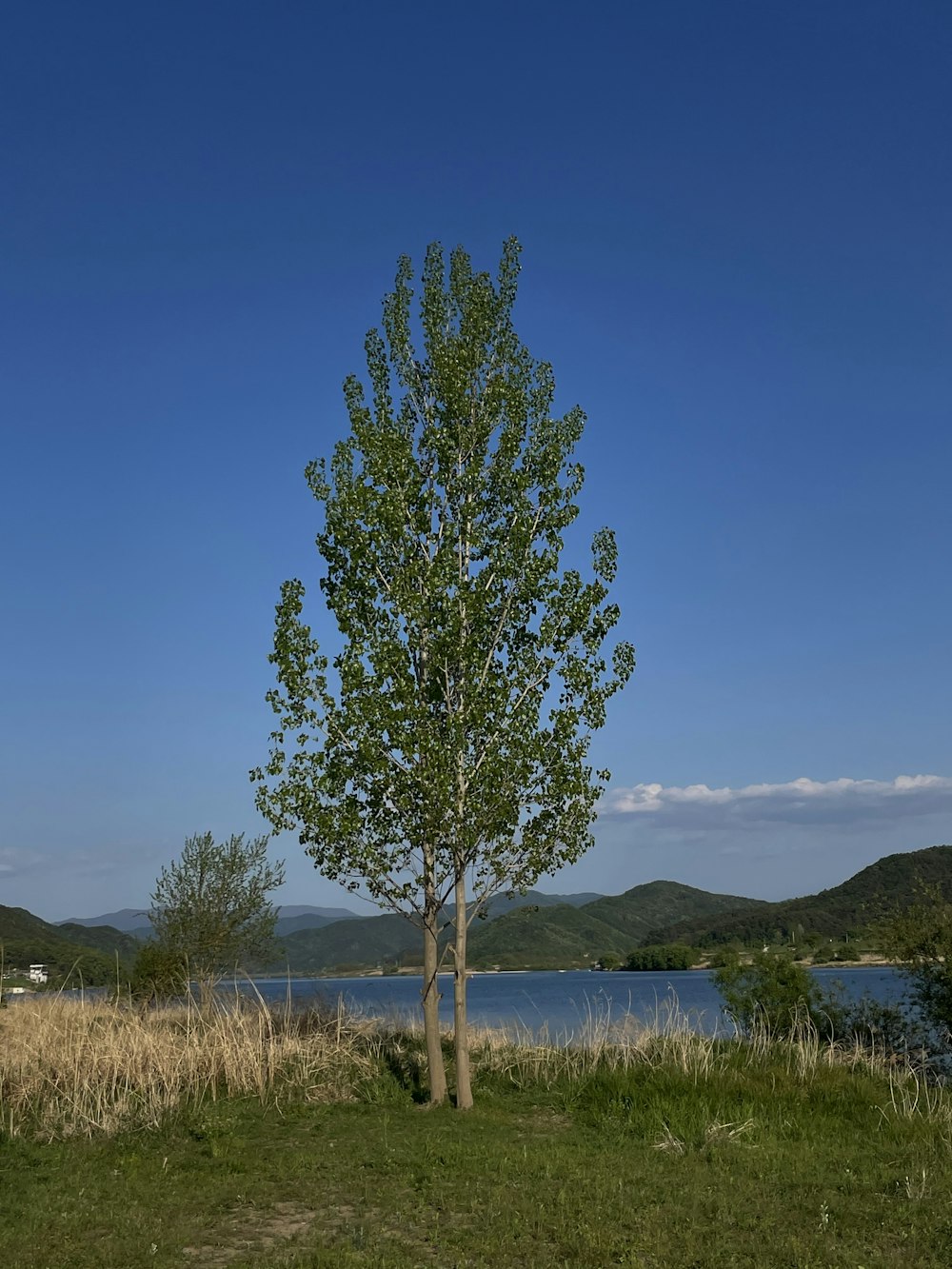 a lone tree in a grassy field next to a body of water