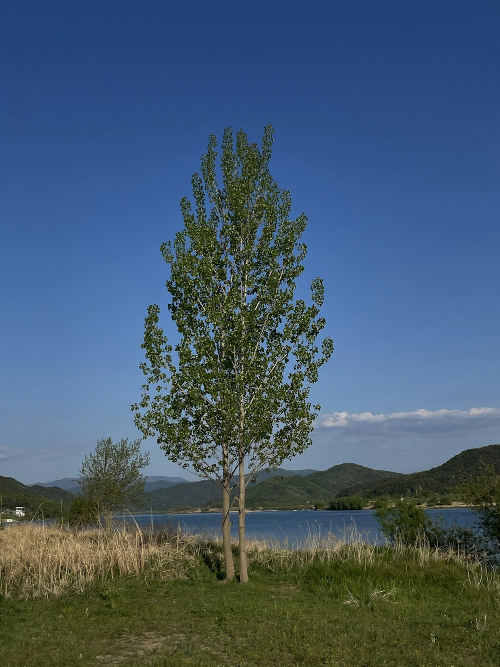 un albero solitario in un campo erboso vicino a uno specchio d'acqua