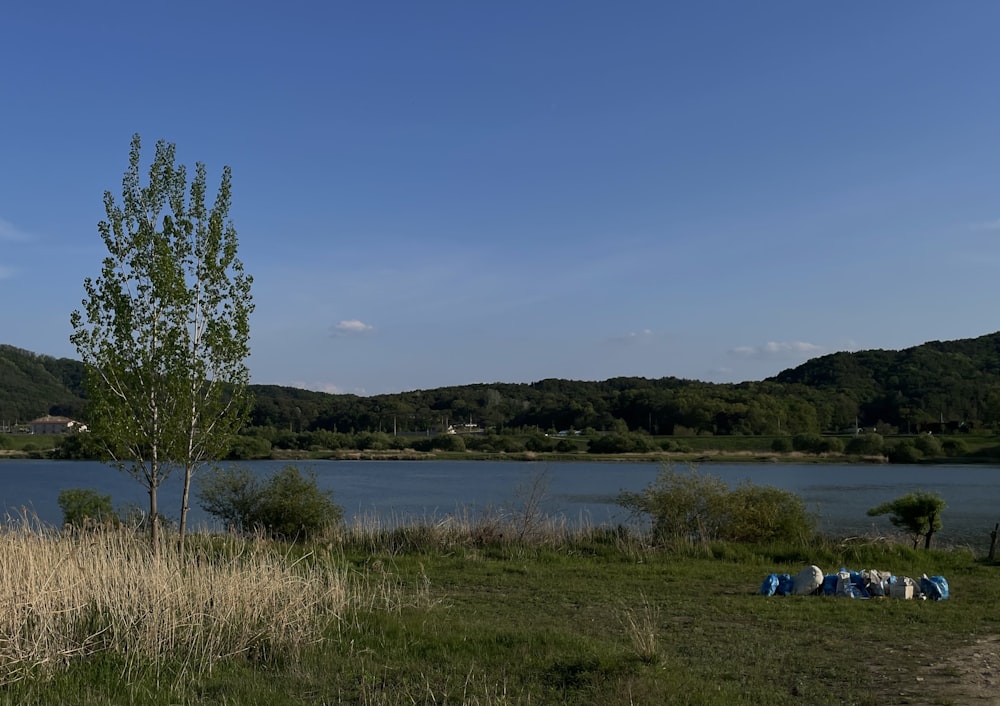 a body of water sitting next to a lush green field