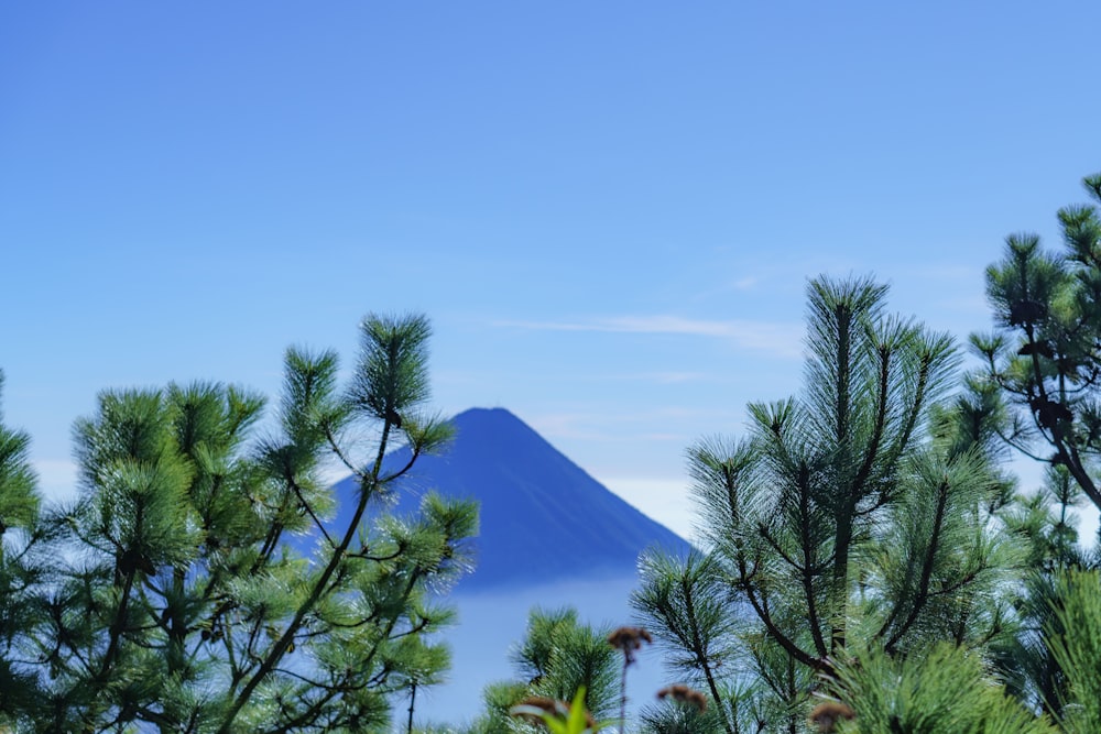 a view of a mountain through the trees