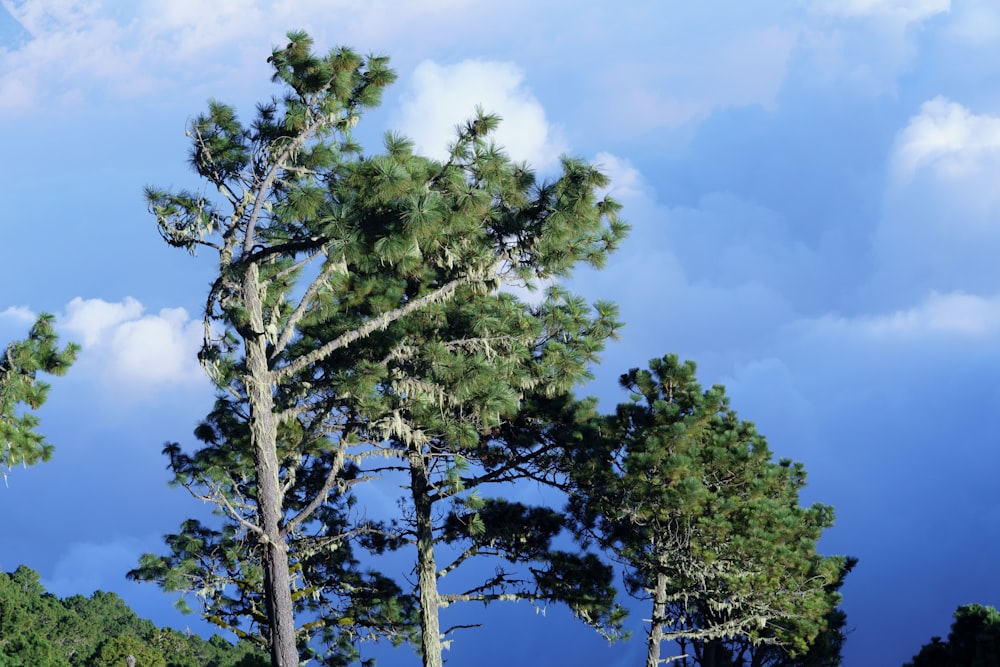 a group of tall pine trees standing next to each other