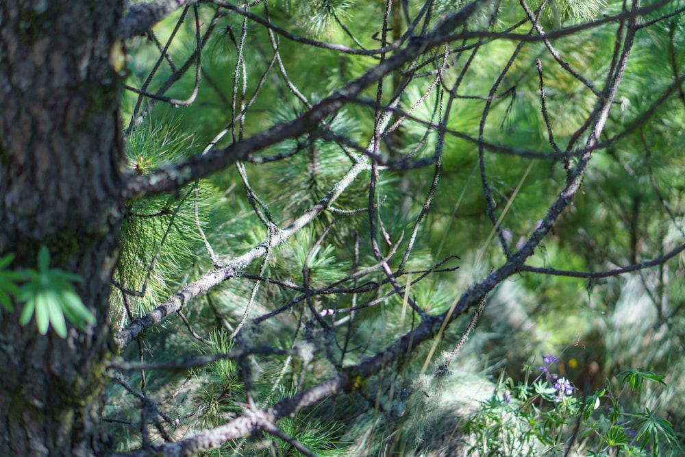 a bird is perched on a branch of a tree