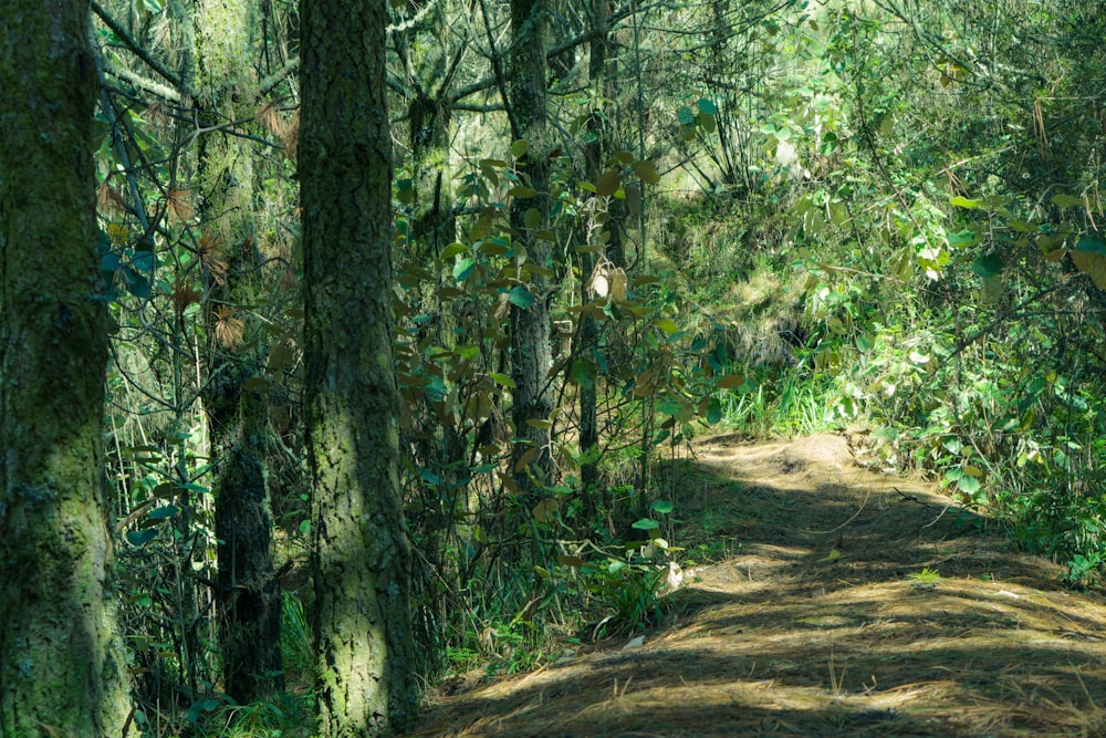 a dirt road in the middle of a forest