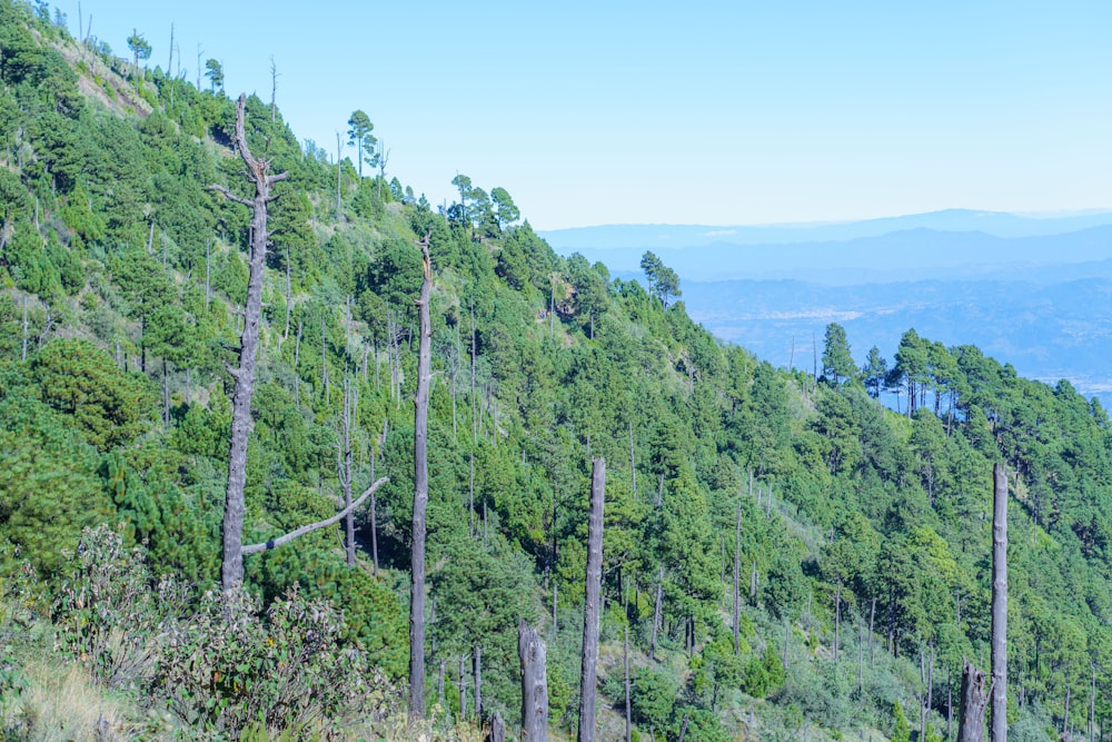 un grupo de árboles que se encuentran en la ladera de una colina