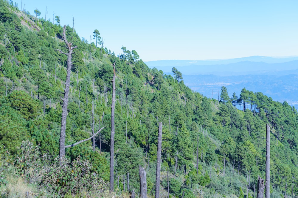 a group of trees that are on the side of a hill