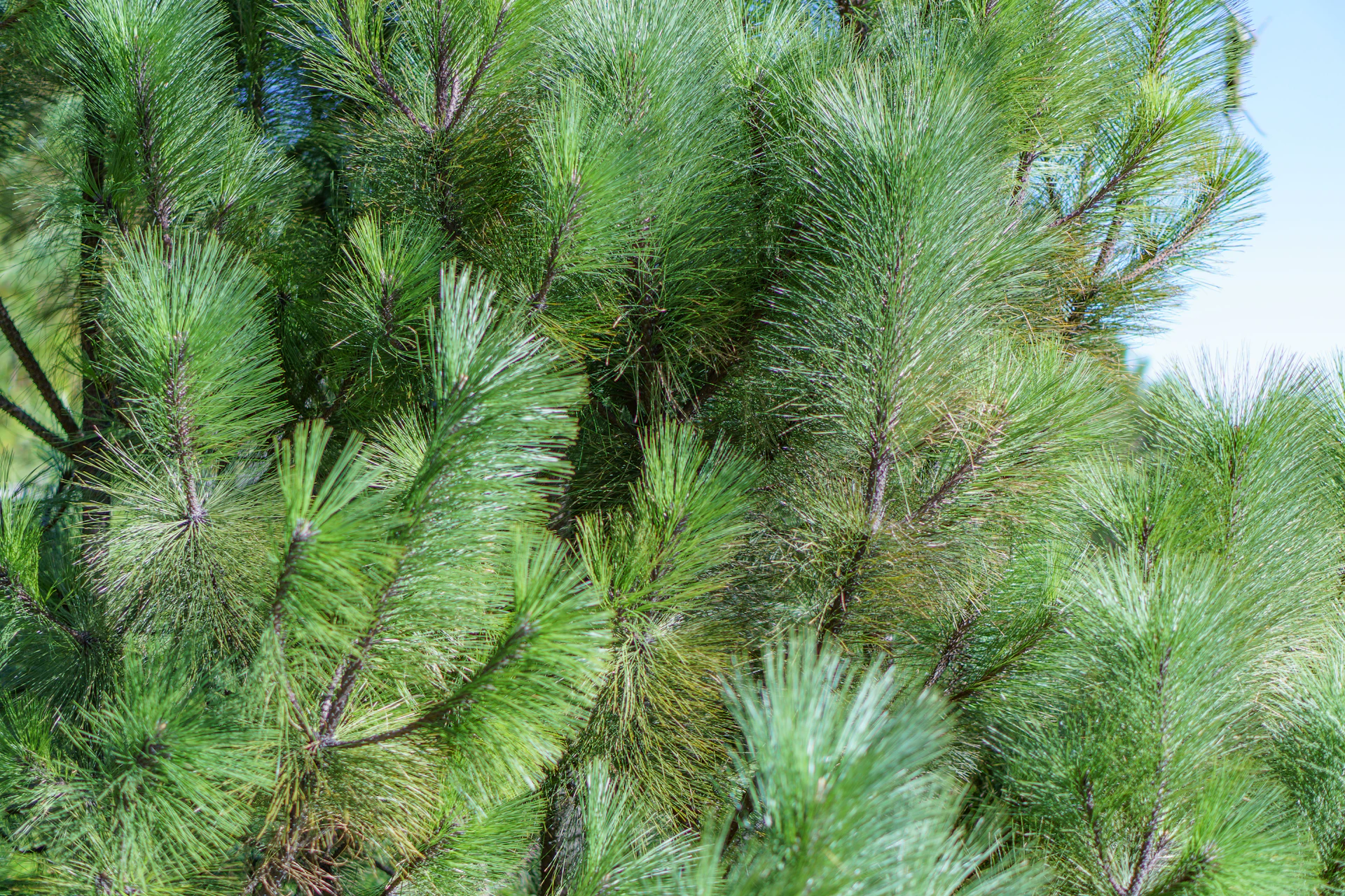 a close up of a pine tree branch