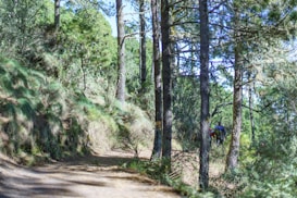 A serene forest landscape with a dirt path winding through tall pine trees. Sunlight filters through the branches, casting dappled shadows on the ground. In the distance, two people are walking along the path, surrounded by lush greenery.