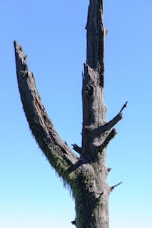 A cracked but resilient tree trunk standing tall against a stormy sky.