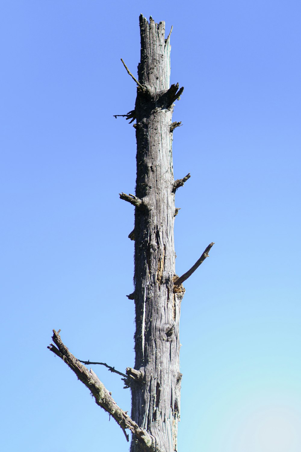 a bird perched on top of a dead tree