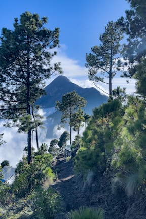 A panoramic view of a mountain resort surrounded by mist and tall pine trees.