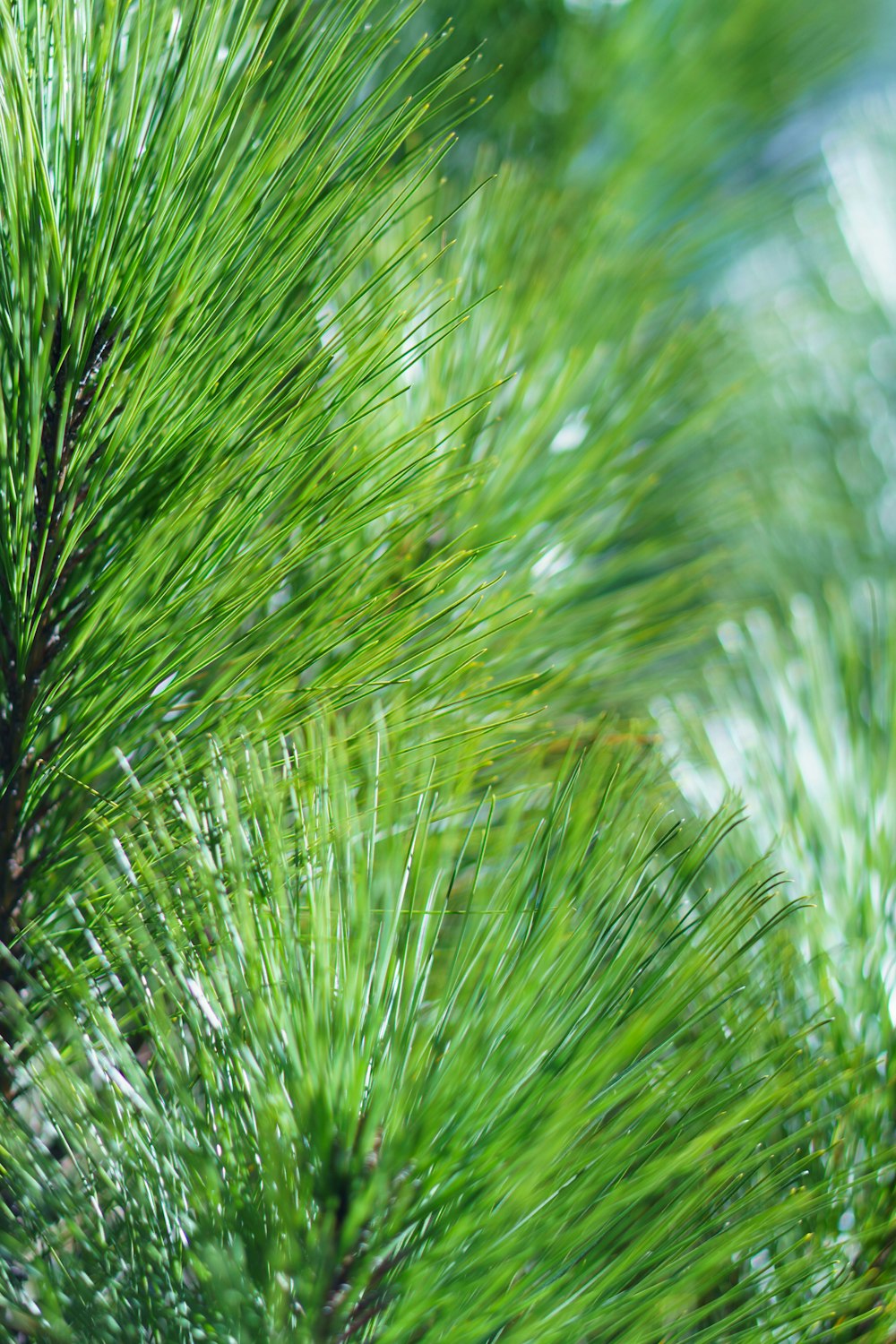 a close up of a pine tree branch