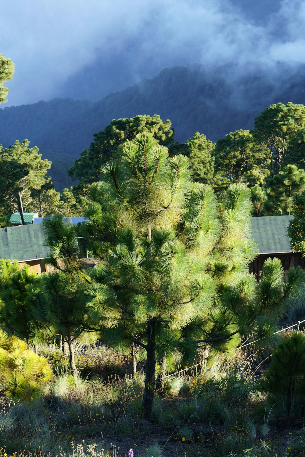 a pine tree in the foreground with a house in the background