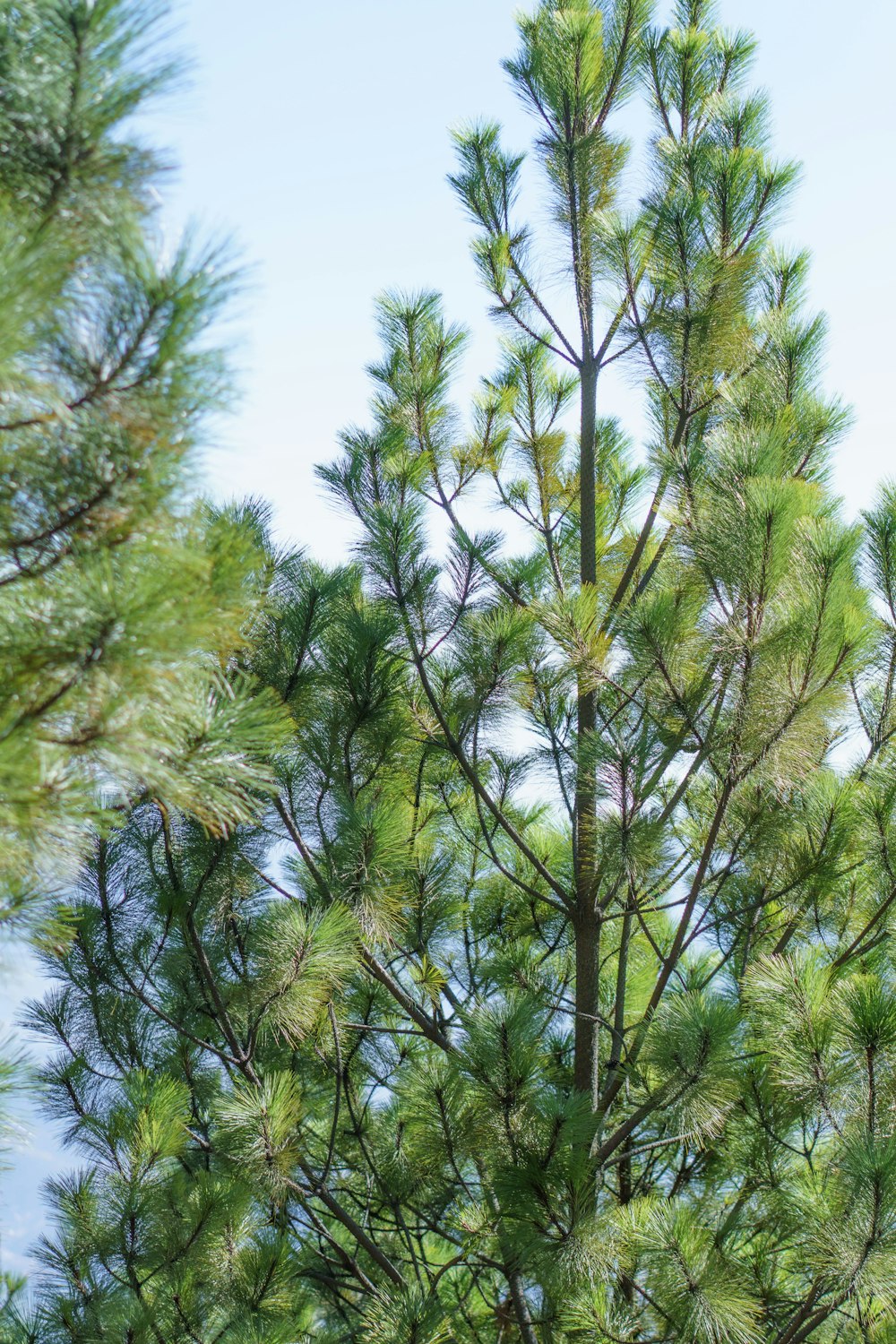 a close up of a pine tree with a sky background