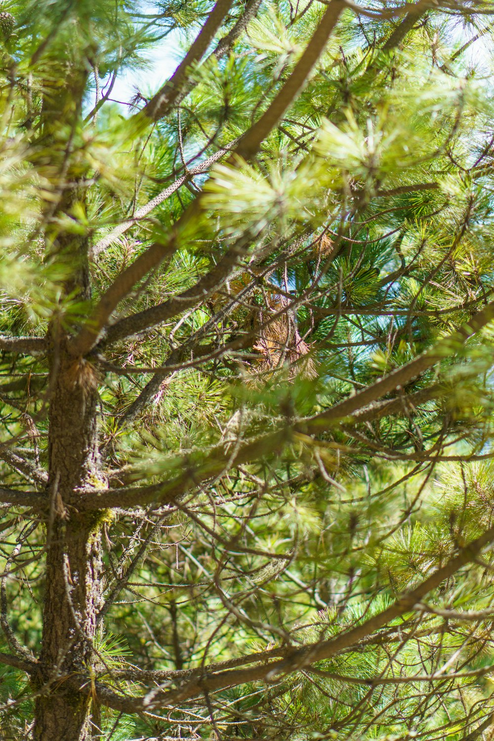 a bird is sitting in a pine tree