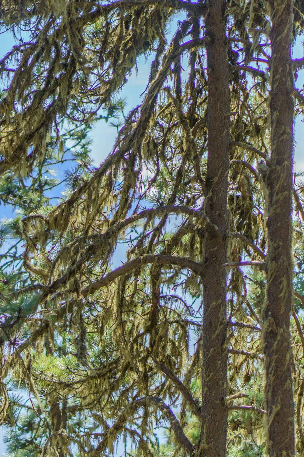 a bird perched on top of a tree branch