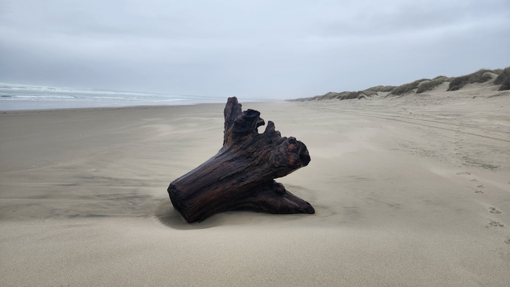 um pedaço de madeira à deriva em uma praia de areia