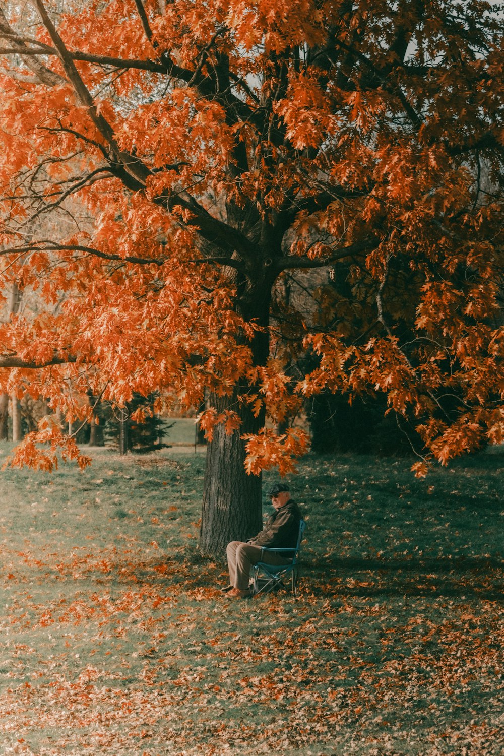 a person sitting on a bench under a tree