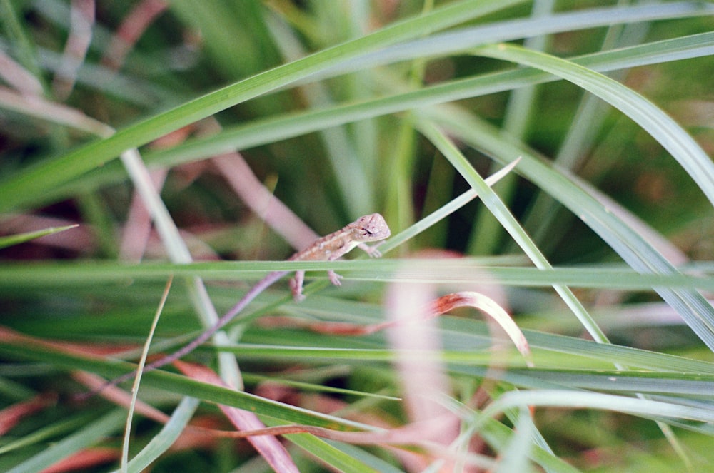 a small lizard sitting on top of a green plant