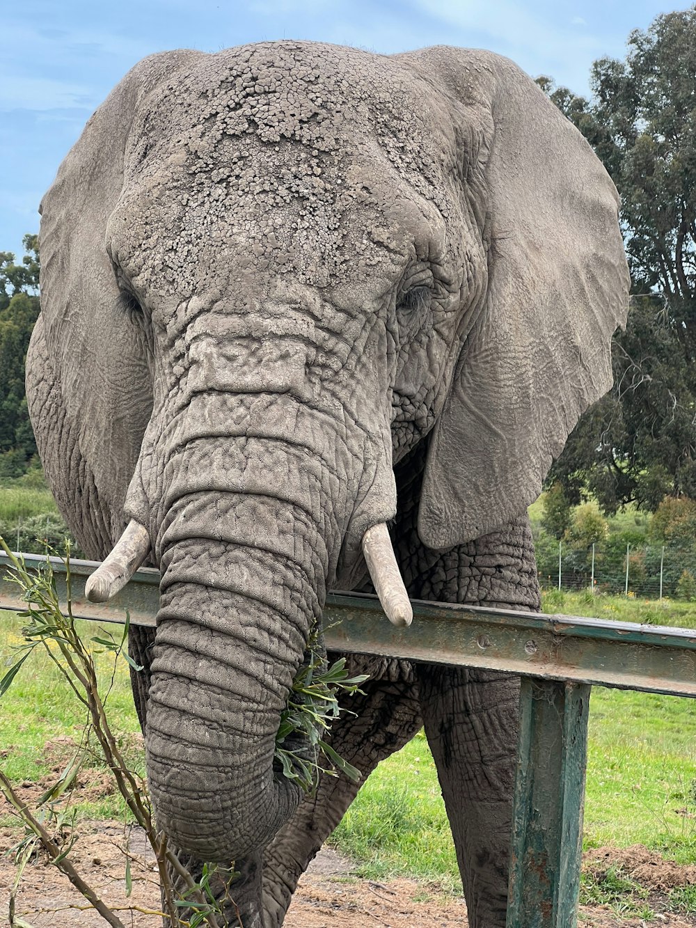 a large elephant standing next to a wooden fence