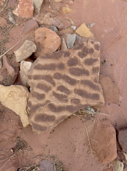 A piece of rock with a unique pattern of dark, irregular spots lying on the ground among various other smaller rocks. The larger rock has a textured surface and is surrounded by smaller stones of different shapes and colors.