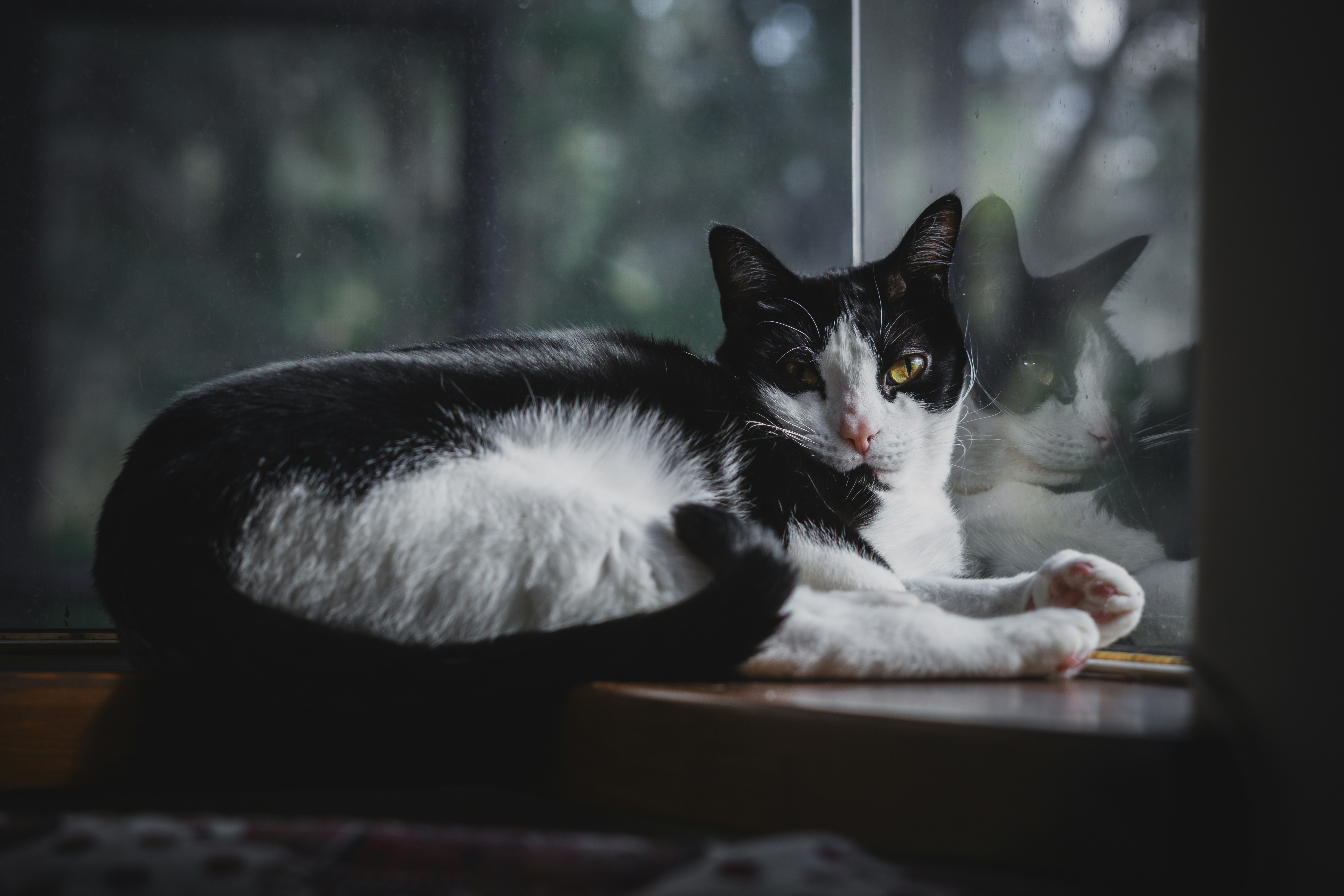 a black and white cat laying on a window sill