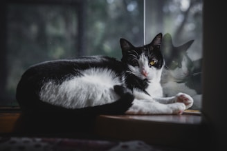 A serene black cat perched on a windowsill, gazing outside with bright eyes.