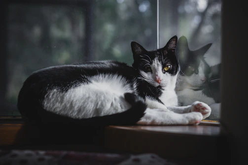 A serene black cat lounging on a windowsill, gazing outside with curious eyes.