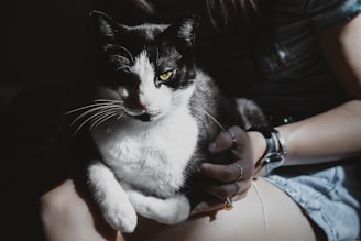 a black and white cat sitting on a woman's lap
