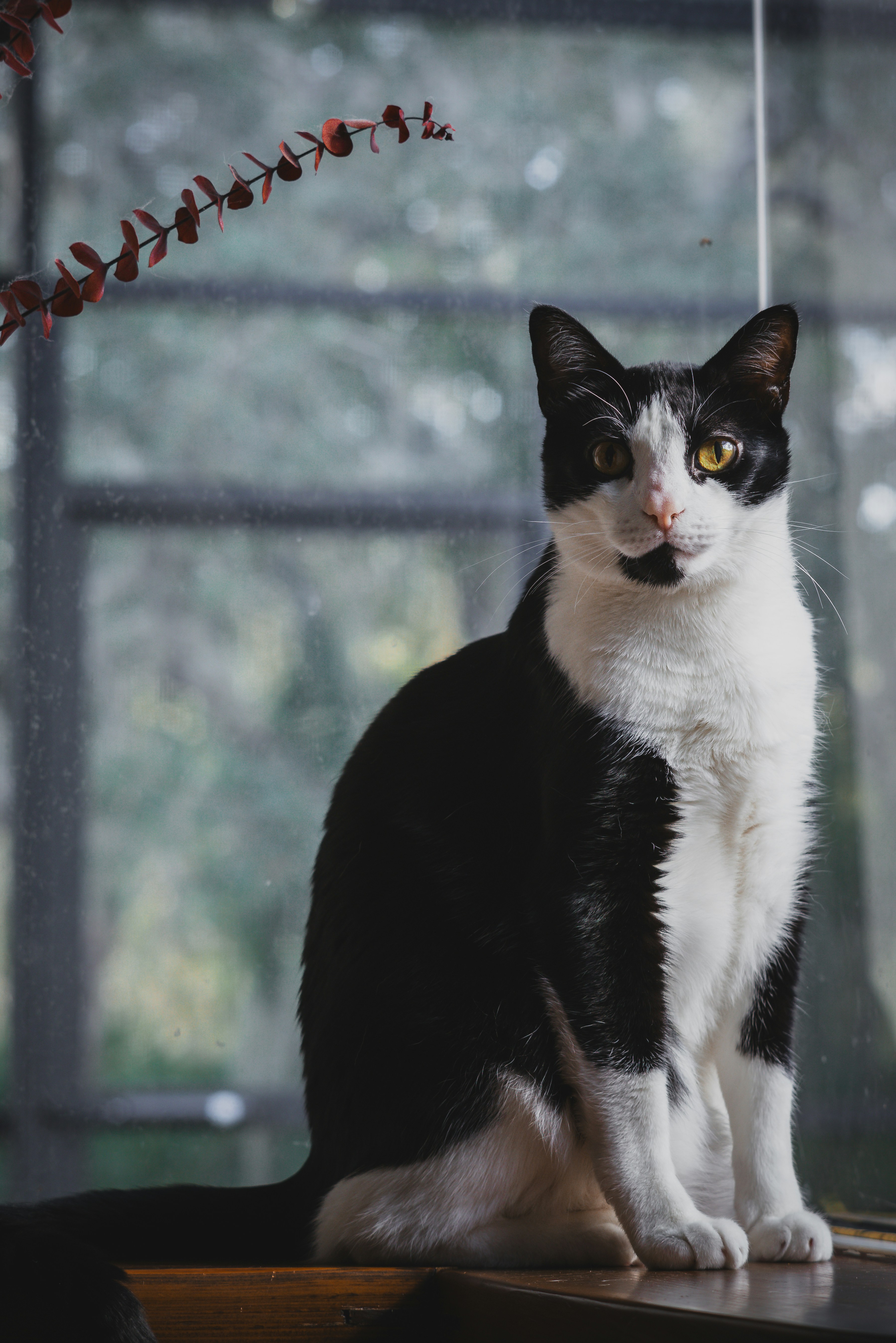 Photo by goosepicklefire