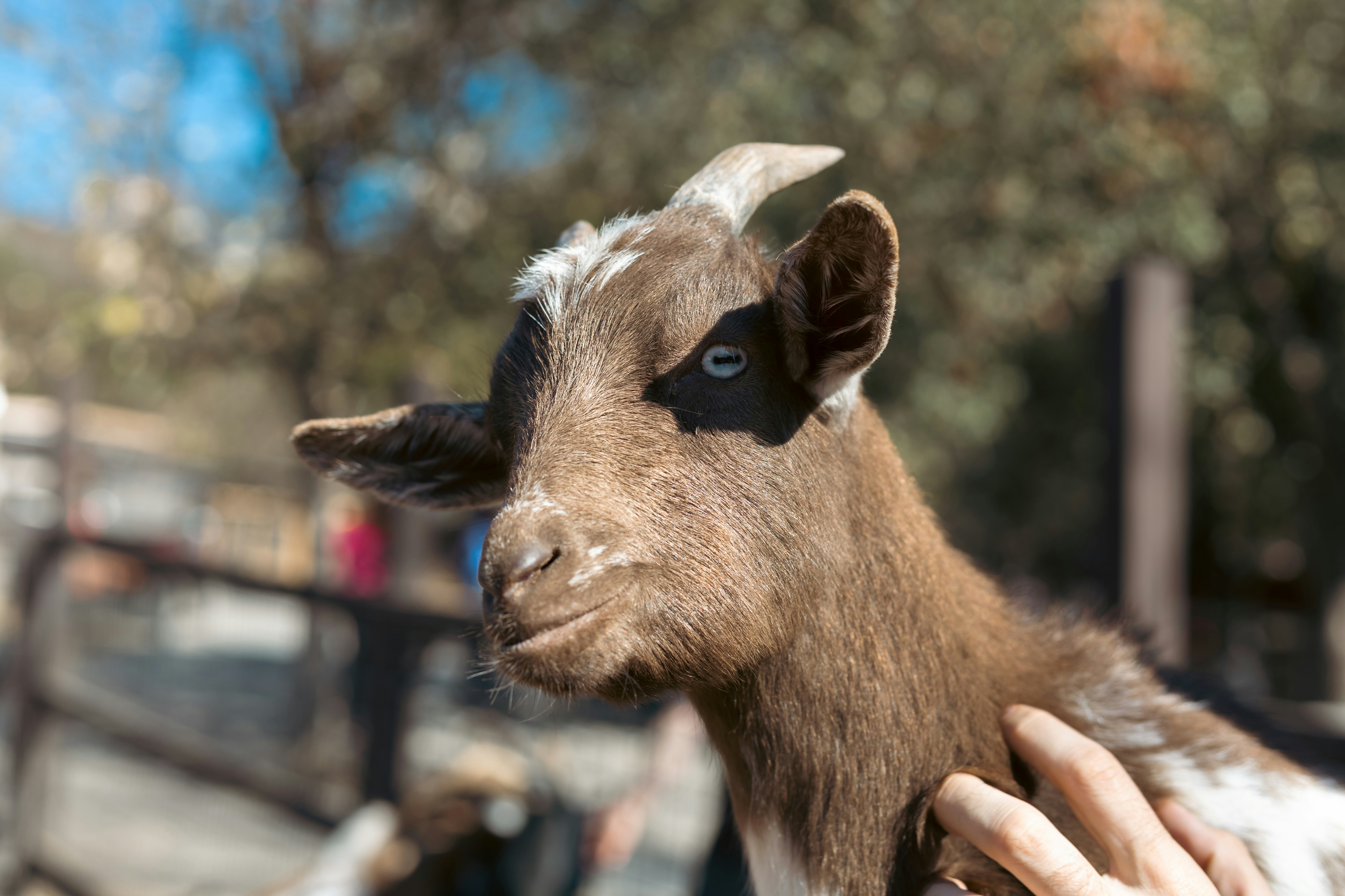 a brown and white goat being petted by a person