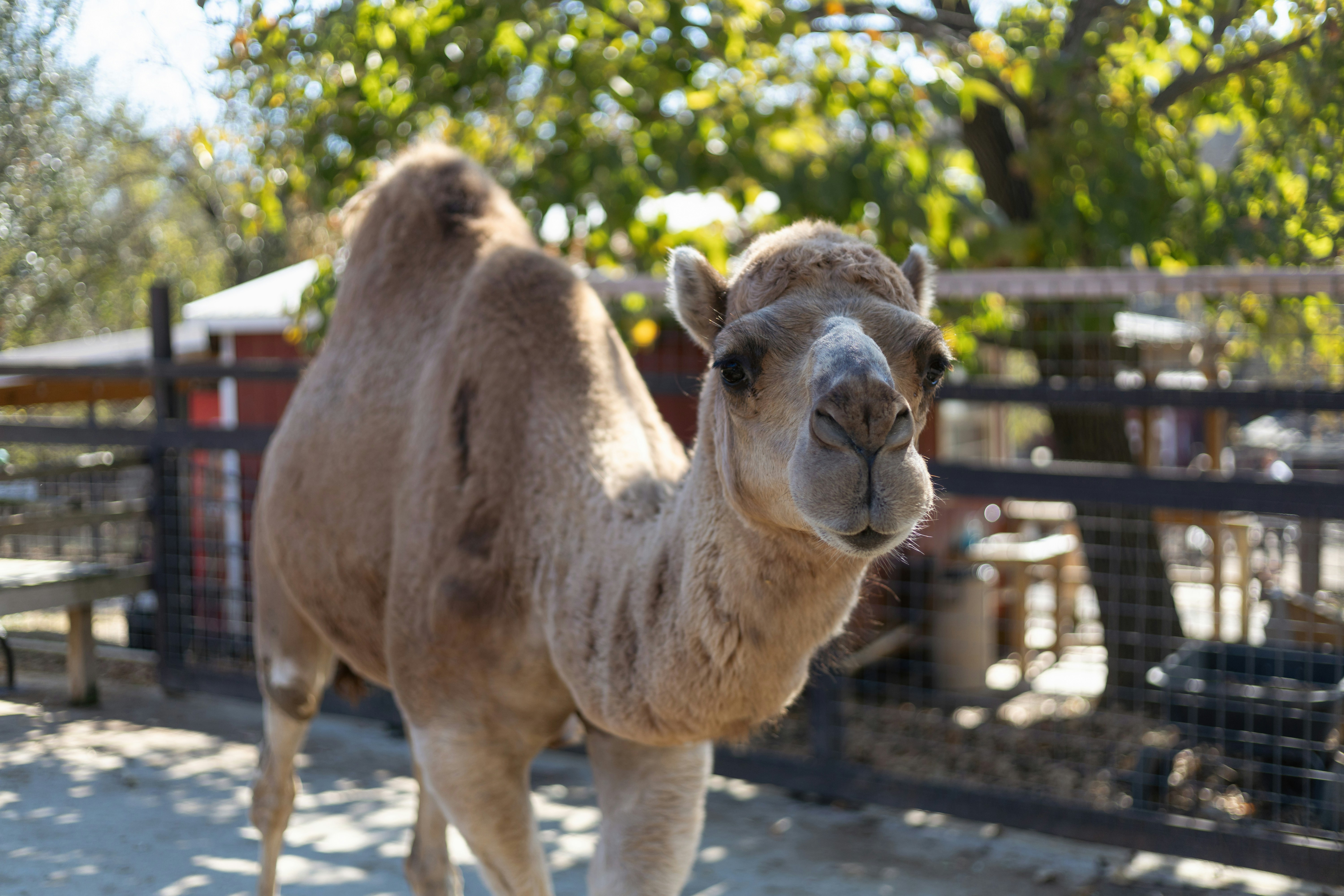 a camel standing in a fenced in area