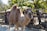 A camel stands in an outdoor enclosure, surrounded by metal fencing and wooden structures. Sunlight filters through the leaves of nearby trees, casting dappled shadows on the ground. The camel looks directly at the camera with a curious expression.