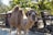 A camel stands in an outdoor enclosure, surrounded by metal fencing and wooden structures. Sunlight filters through the leaves of nearby trees, casting dappled shadows on the ground. The camel looks directly at the camera with a curious expression.