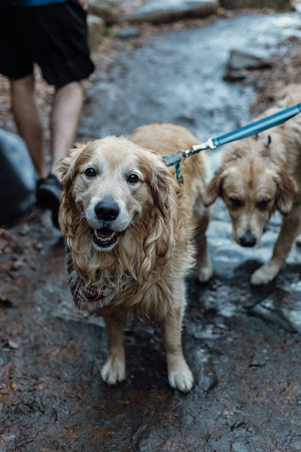 a couple of dogs that are on a leash