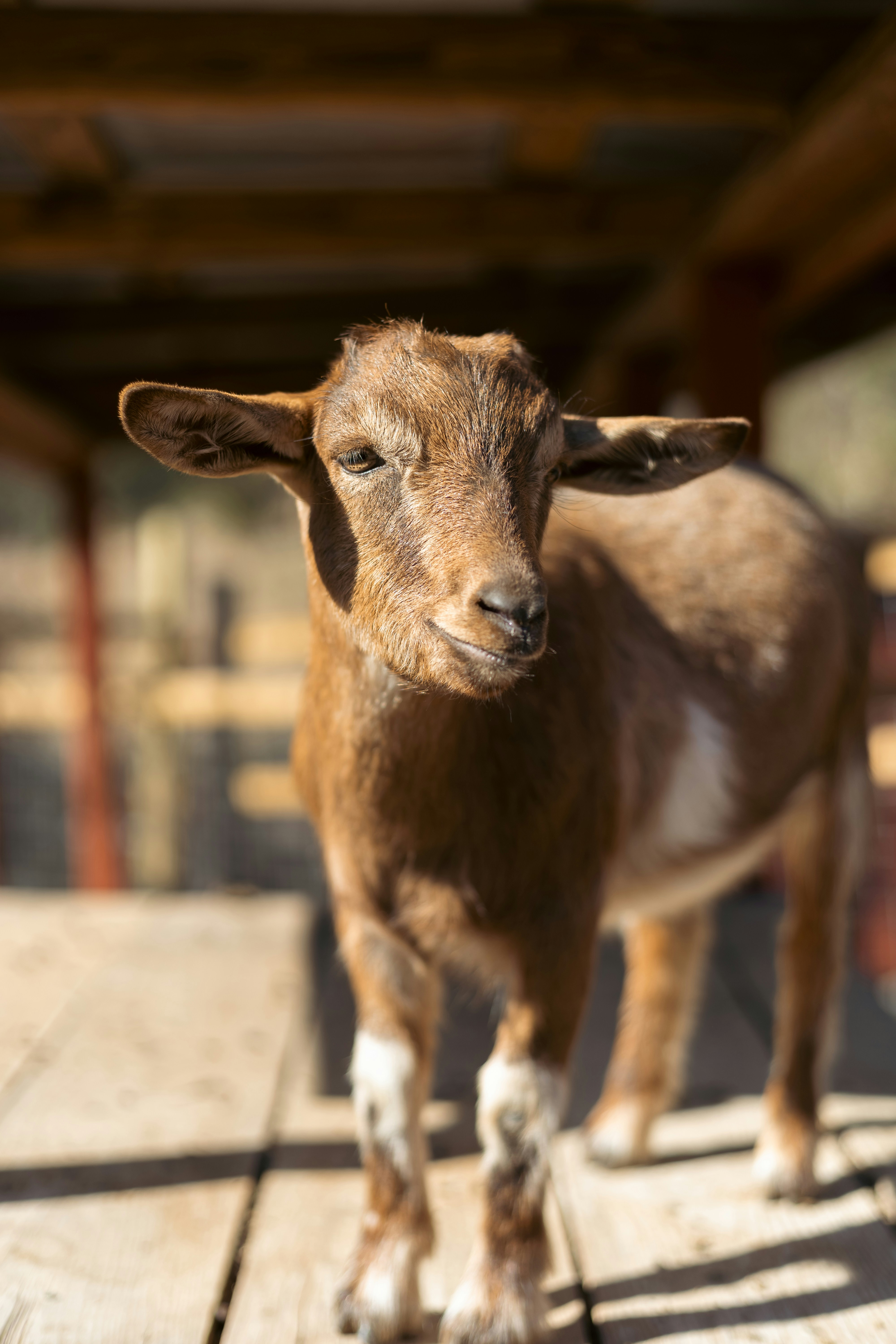 a brown goat standing on top of a wooden platform