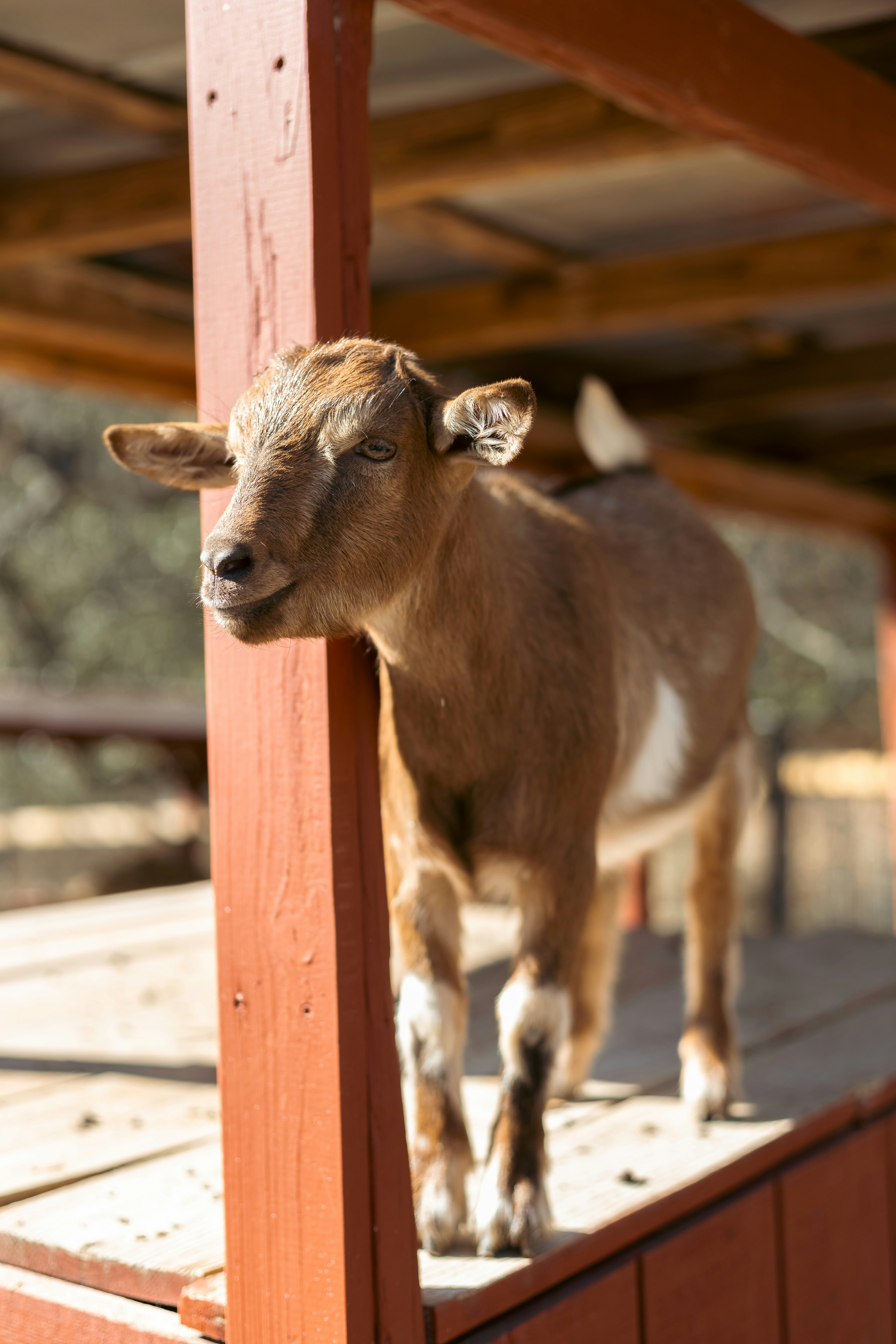 a brown goat standing on top of a wooden platform