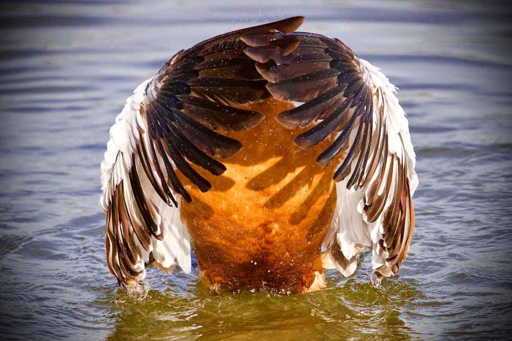 a large bird with its wings spread out in the water