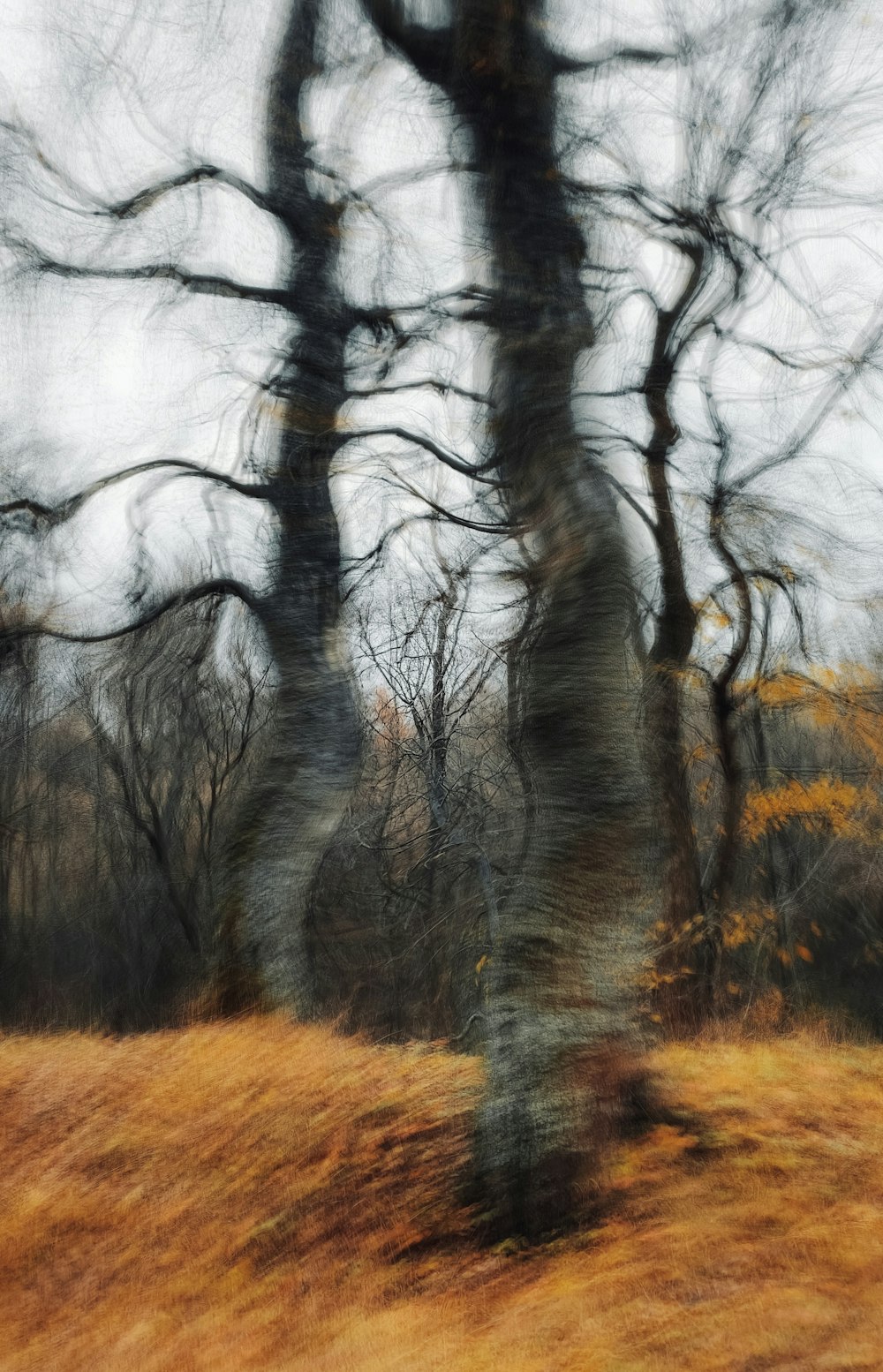 a blurry photo of trees in a field