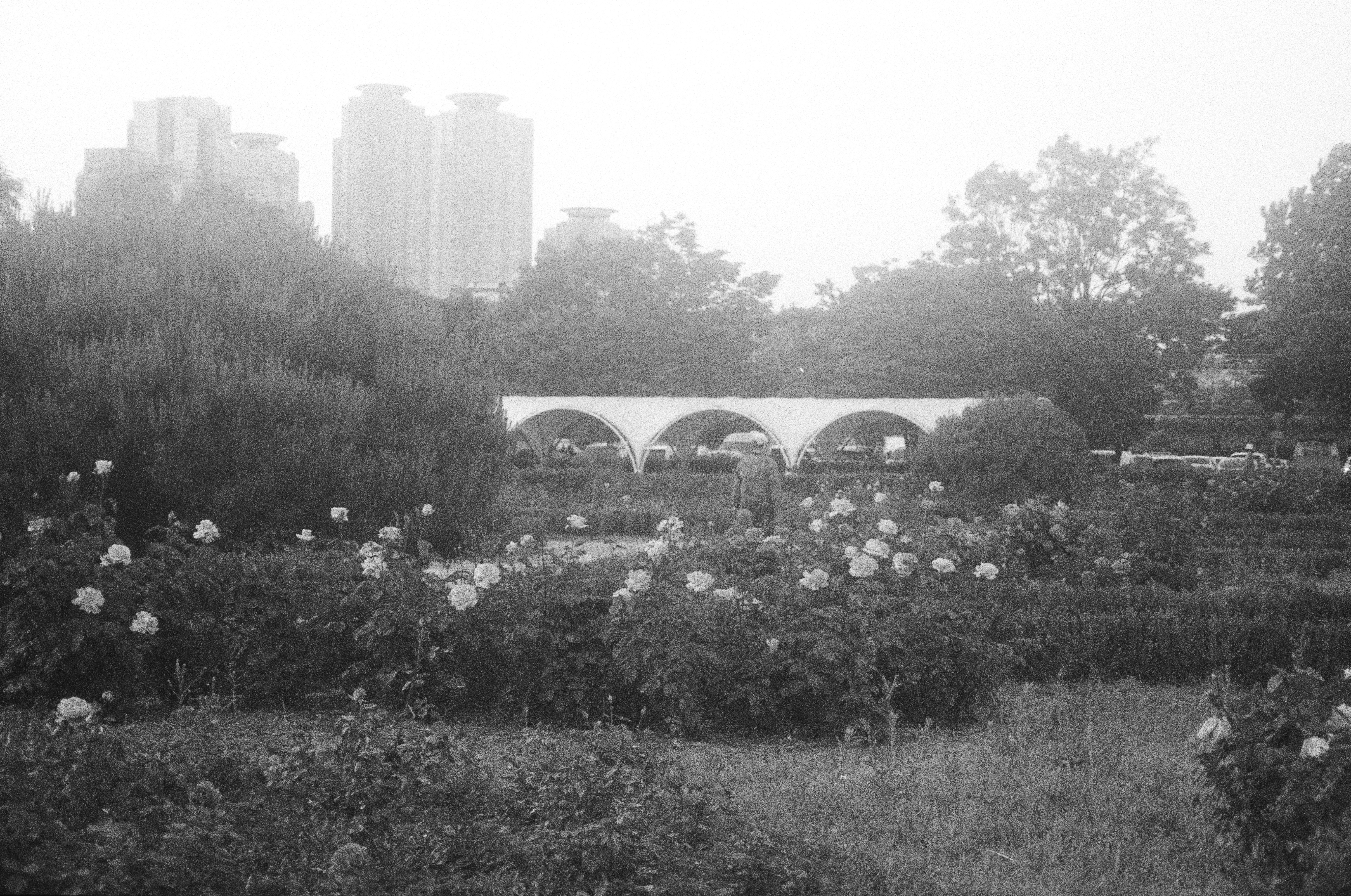 Photo by flowersforpete